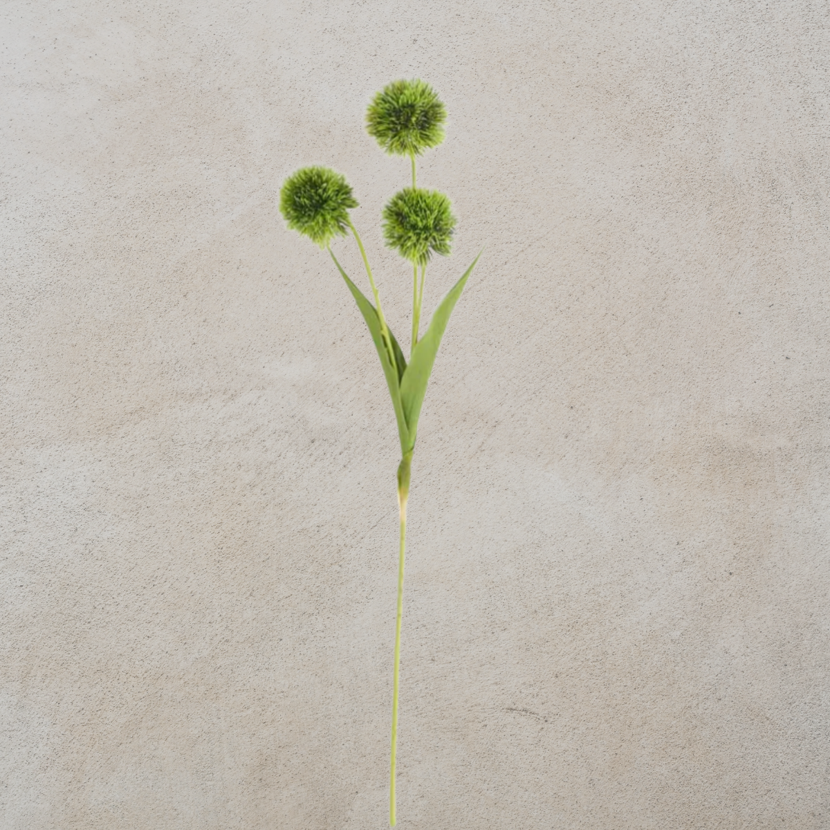 Green Ball Flower Stem
