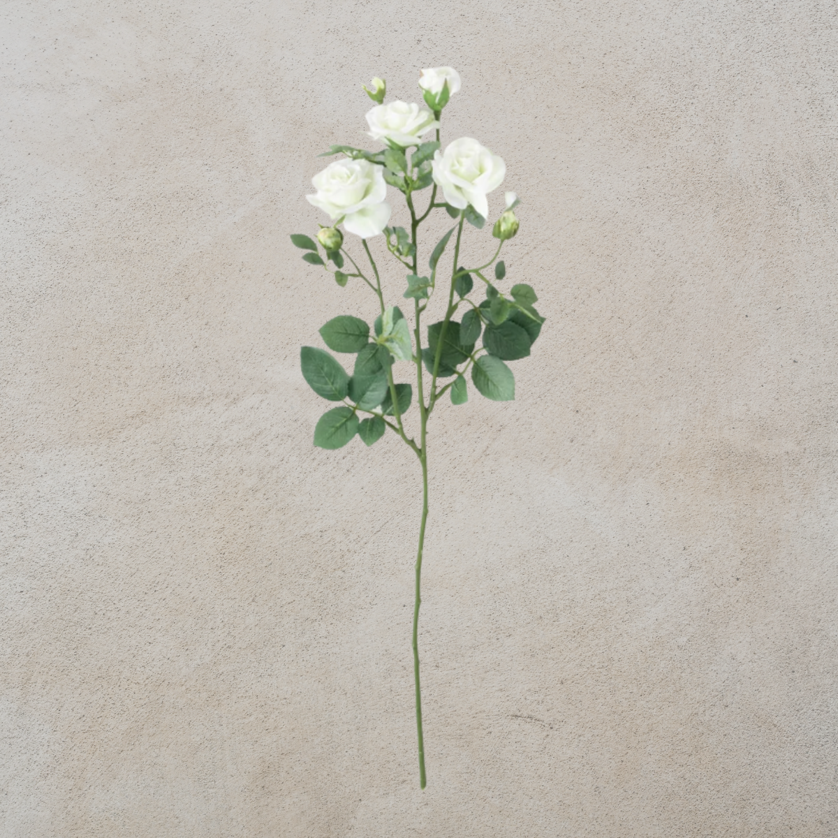 White Garden Rose Stem