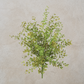 Pepper Grass Pick