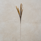 Brown Wheat Grass Spray