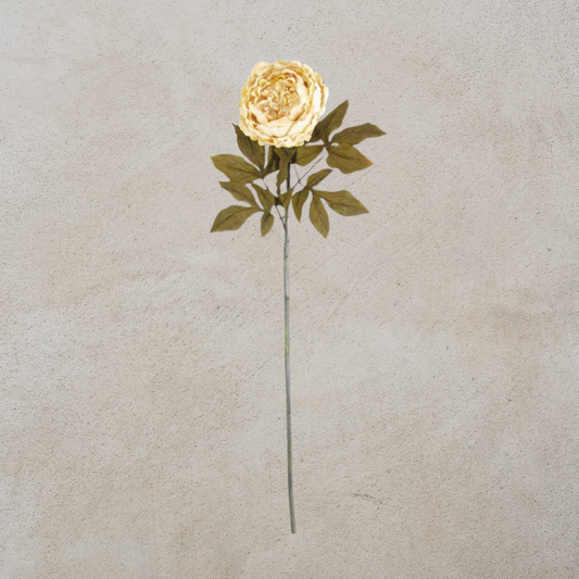 Cream Peony Stem