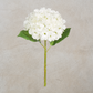 White Hydrangea Stem