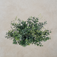 Blue Boxwood Orb