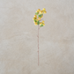 Pear Stem