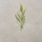 Fish Bone Fern Stem