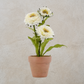White Zinnia in Ceramic Pot