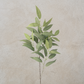 Eucalyptus Leaf Spray
