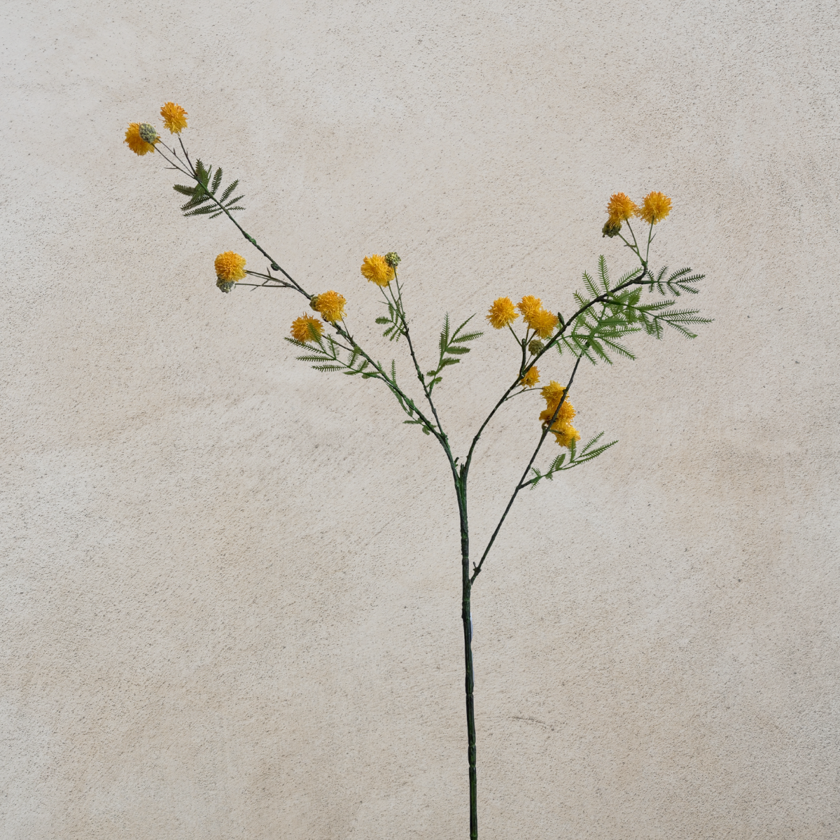 Mimosa Spray