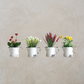 Flowers in Pitcher