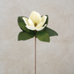 Magnolia Stem