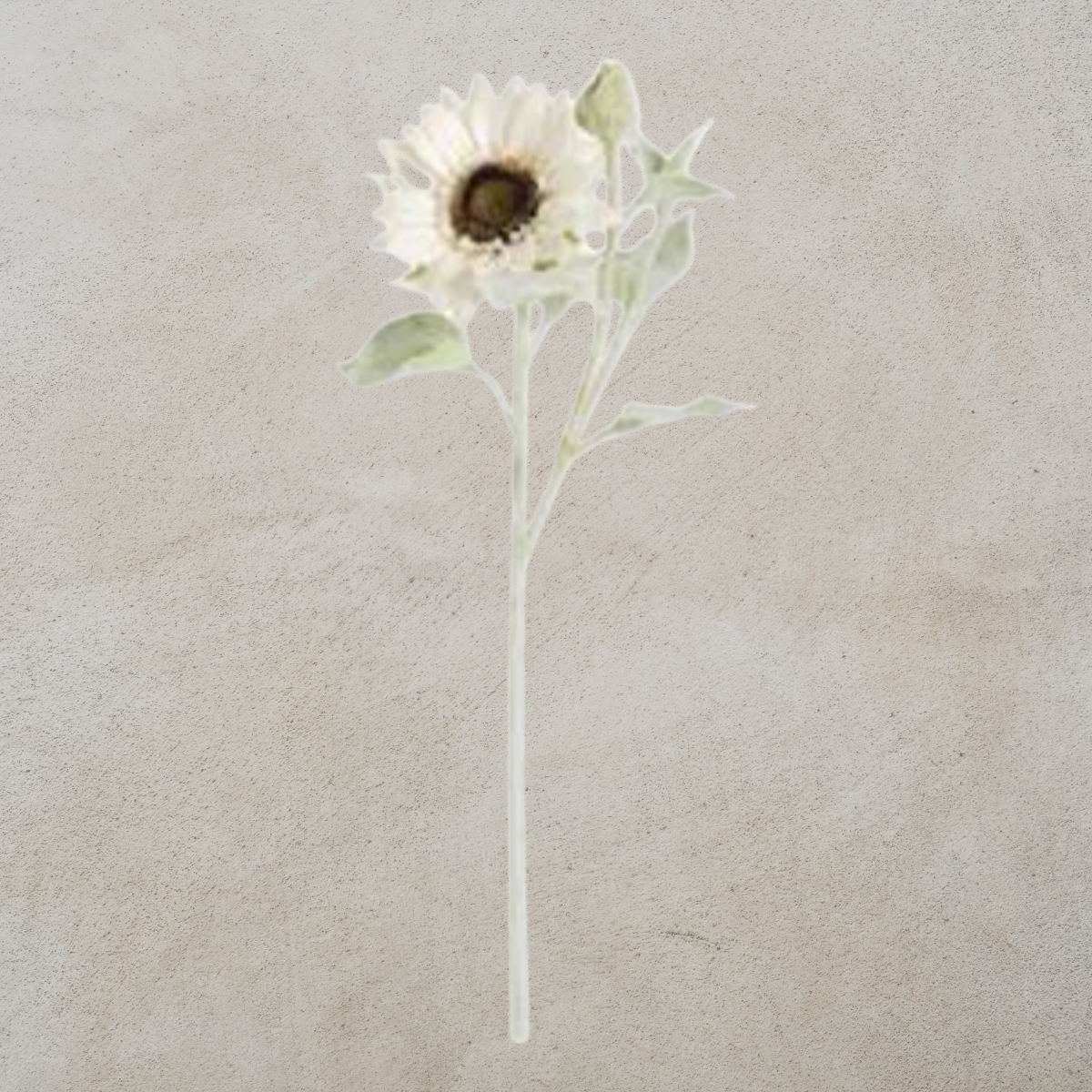 White Sunflower