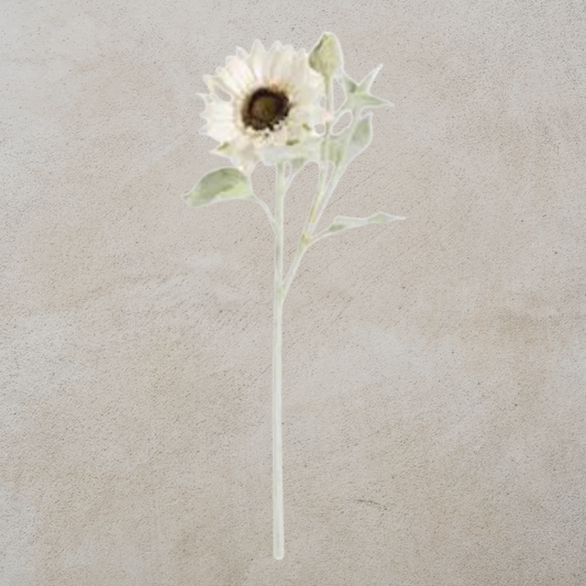 White Sunflower