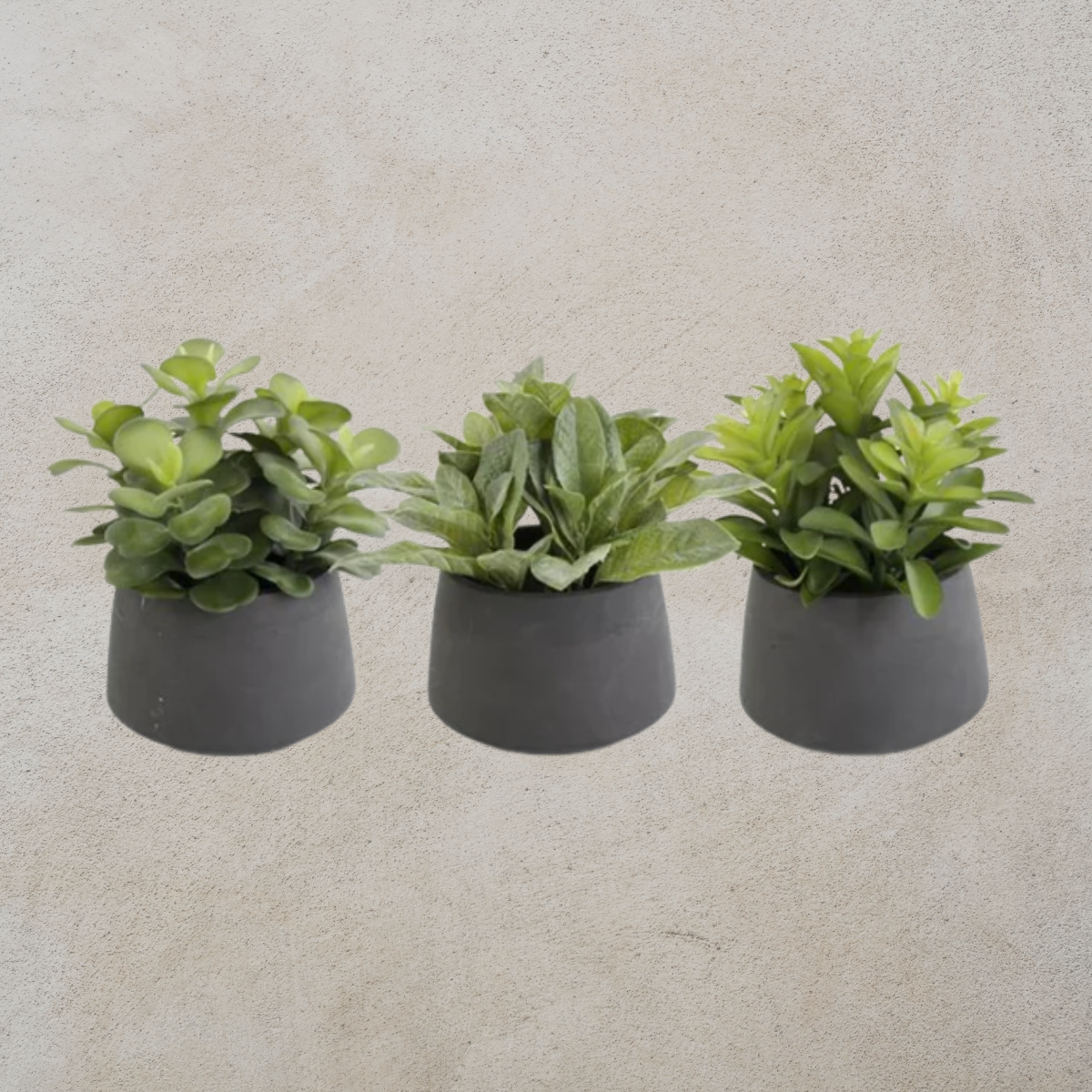 Black Pot Succulents