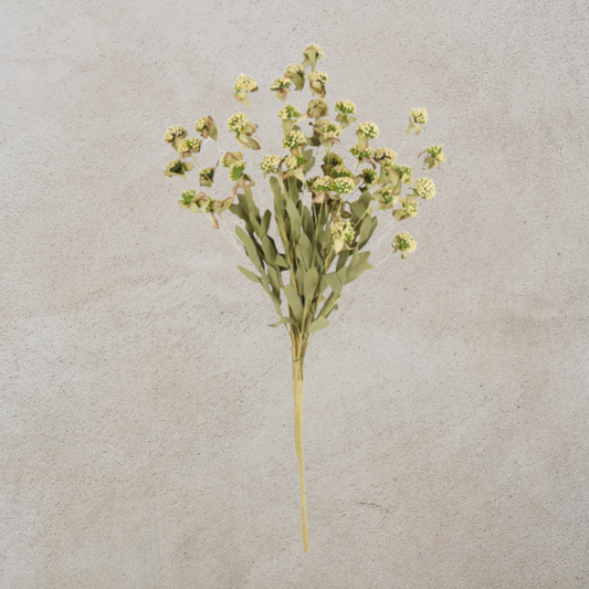Cream Flower Bush