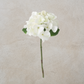 White Green Hydrangea Stem