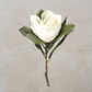 White Magnolia Stem