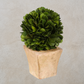 Preserved Boxwood Mini Topiary in Pot
