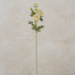 White Ranunculus Spray