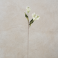 White Real Touch Magnolia