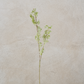 Powdered Green Bud Stem