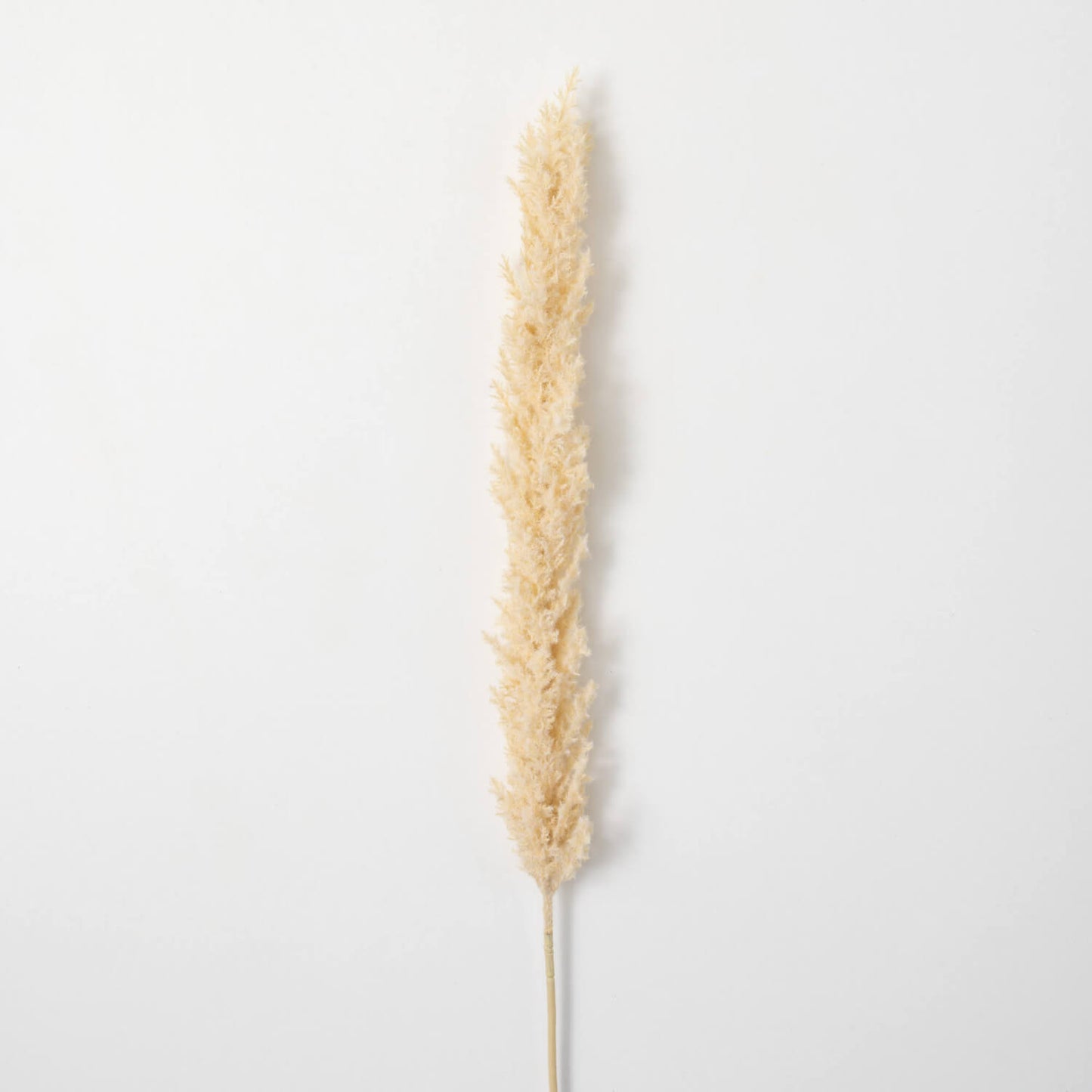 Plume Stem