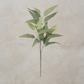 Eucalyptus Leaf Spray