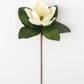Magnolia Stem