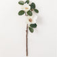Magnolia Stem