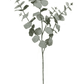 Eucalyptus Stem